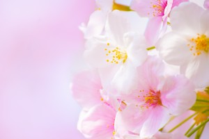 もうすぐ春です！